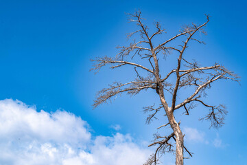 冬と春の入れ替えの月