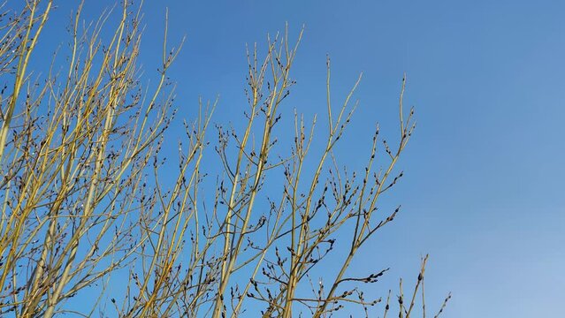 willow branches against the sky