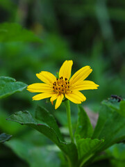 Close-up of a yellow flower in the greenery. 
