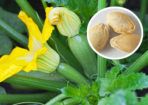 Growing young green zucchini in garden. Top view of vegetable bed with fresh juicy small squash and yellow zucchini flowers. Collage with seeds. Spring gardening concept
