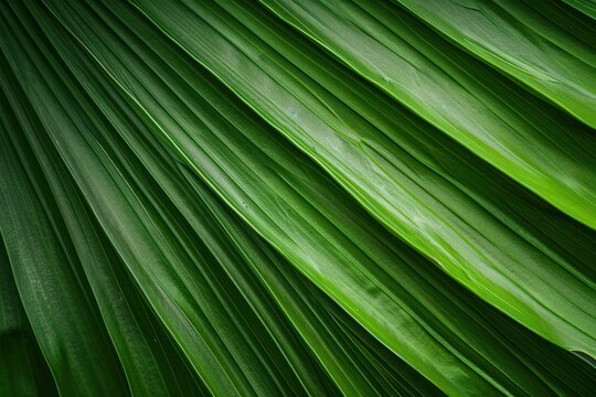 macro shot palm leaf texture natural tropical green leaf