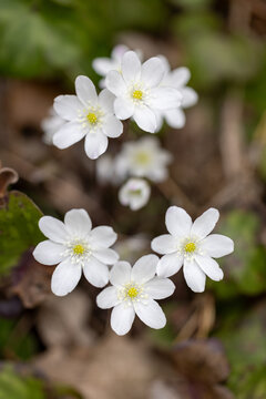 Descubre el encanto vibrante de las flores silvestres mientras pintan el paisaje con explosiones de color, un testimonio de la belleza y la resistencia del tapiz floral de la naturaleza.