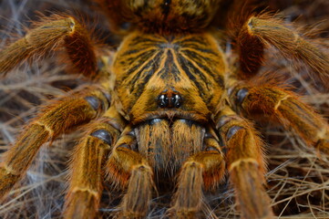 Pterinochilus murinus tarantula spider from Africa