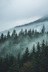 beautiful dark forest landscape with fog and clouds