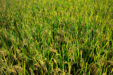 Mature Rice Ears Glistening in the Lombok Sun, Ready for Harvest. The Cycle of Life and Growth in Indonesian Agriculture