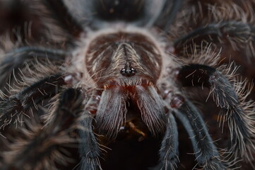 Tliltocatl albopilosus tarantula spider from Nicaragua - obrazy, fototapety, plakaty