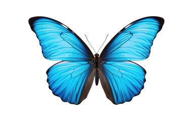 Blue Butterfly With Black Wings on White Background. On a White or Clear Surface PNG Transparent Background.