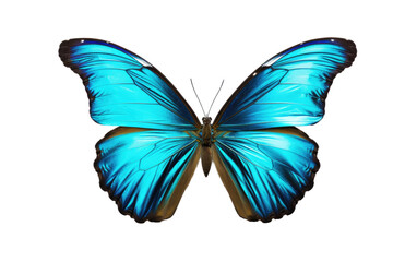 Naklejka premium Blue Butterfly in Flight. On a White or Clear Surface PNG Transparent Background.