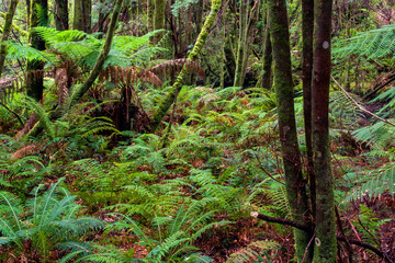 Deep in the Tasmanian rainforest, towering trees embrace a world of green. Sunlight filters through the canopy, dappling the forest floor. Moss blankets ancient trunks and ferns.