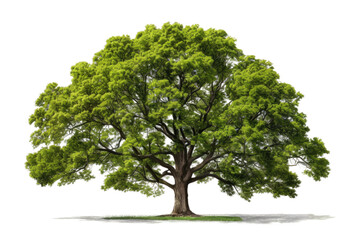 Majestic Green Tree With Abundant Leaves. On a White or Clear Surface PNG Transparent Background.