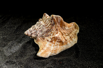 Strombus raninus seashell on a dark background