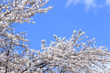 青空に映える満開のソメイヨシノ　青空背景