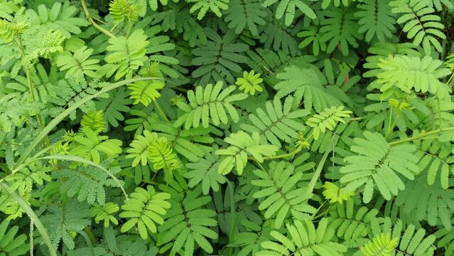 mimosa pudica