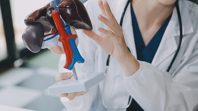 Doctor with human Pancreatitis anatomy model with Pancreas, Gallbladder, Bile Duct, Duodenum, Small intestine. Pancreatic cancer, Acute and Chronic pancreatitis, Digestive system and Health concept