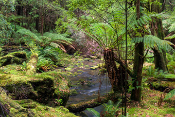 Fototapeta na wymiar Deep in the Tasmanian rainforest, towering trees embrace a world of green. Sunlight filters through the canopy, dappling the forest floor. Moss blankets ancient trunks and ferns.