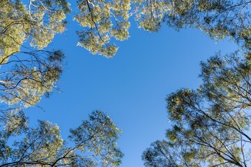 looking up at a bush canopy of gum trees with a blue sky in australia