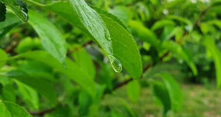 A drop of dew feeding the green leaf in the wonderful light of the morning
