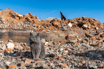 cat on the rocks