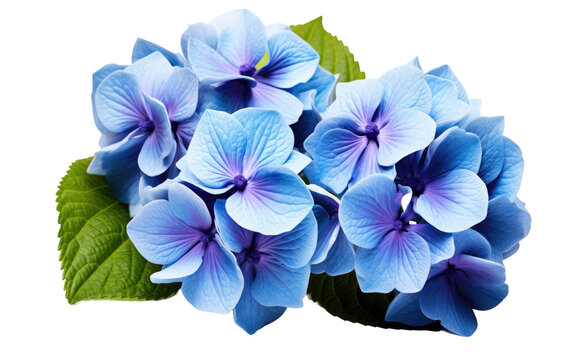 Three Blue Flowers With Green Leaves on a White Background. On a White or Clear Surface PNG Transparent Background.