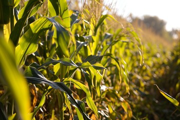 Fototapeta premium Endless field of green corn illuminated by the sun. Agricultural business concept.