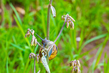 Big sneil on the grass