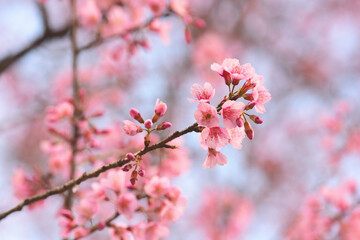 Phaya suae flower or sakura flower in Thailand