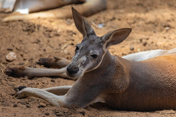 kangaroo portrait