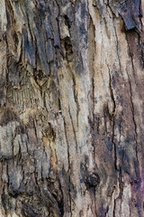 bark of a tree