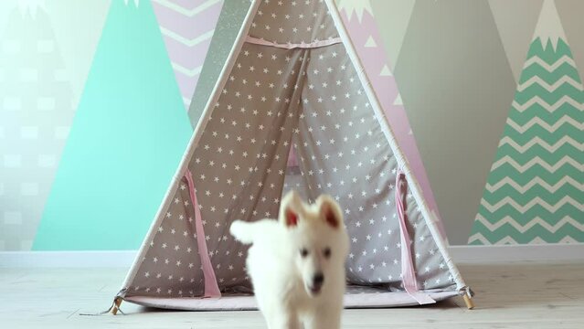 A White Swiss Shepherd puppy is playing mischievously in the children's room. A cute white puppy is playing in a children's wigwam. Pets concept. 4k footage