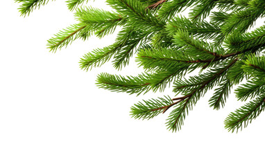 Obraz premium Close Up of a Pine Tree Branch. On a White or Clear Surface PNG Transparent Background.