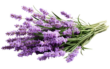 A Bunch of Lavender Flowers on a White Background. On a White or Clear Surface PNG Transparent Background.