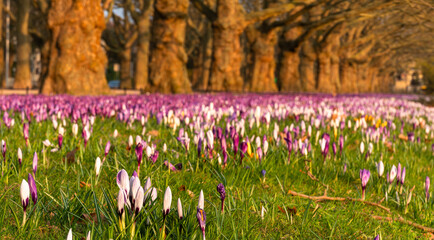 A massive carpet of colorful crocuses blooming in a row of plane trees in the beautiful morning light