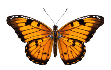 Obraz premium A Yellow Butterfly With Black Spots on Its Wings. On a White or Clear Surface PNG Transparent Background.