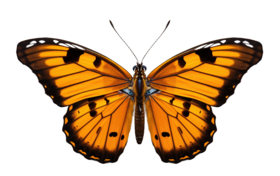A Yellow Butterfly With Black Spots on Its Wings. On a White or Clear Surface PNG Transparent Background.