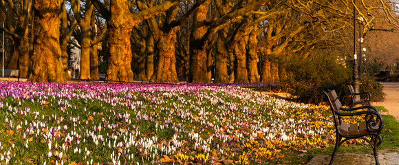 A massive carpet of colorful crocuses blooming in a row of plane trees in the beautiful morning light - 762085352