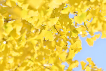 黄金色の銀杏の葉