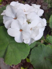 Flor blanca