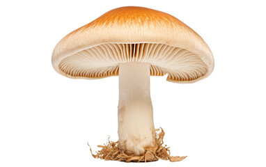 Close Up of Mushroom on White Background. On a White or Clear Surface PNG Transparent Background.