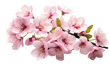 Branch of Pink Flowers With Green Leaves. On a White or Clear Surface PNG Transparent Background.