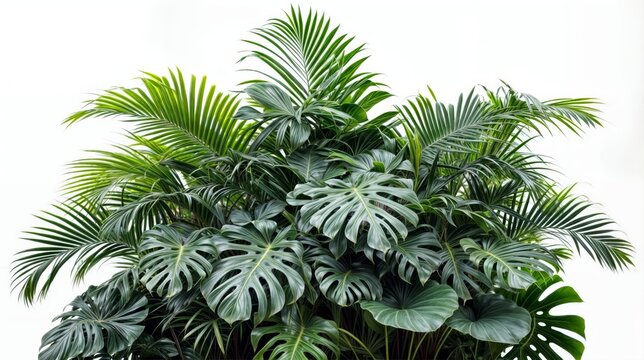 Tropical plant Monstera isolated on white background