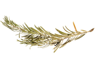 Isolated dried green pine twig on white background
