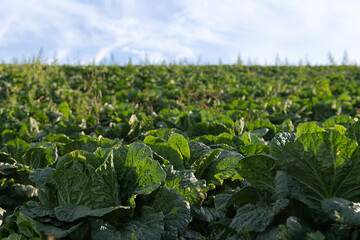 Fototapeta na wymiar Close-up of napa cabbages in the farm