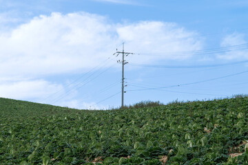 Obraz premium View of the electric pole on the napa cabbage field