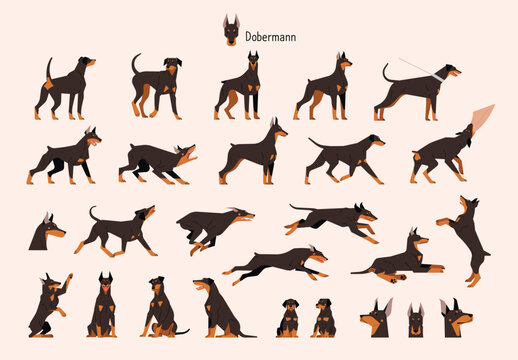 A collection of various Doberman actions and poses. flat vector illustration.