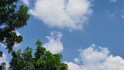 Obraz premium Clouds and Mango Tree Leaves in Perfect Harmony - A Peaceful View