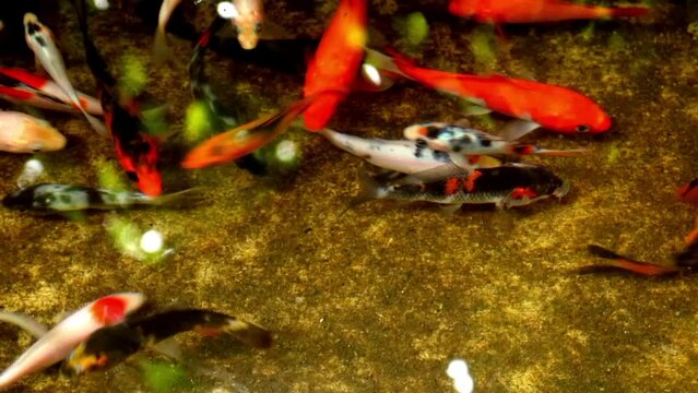River pool. ornamental fish in colorful water. Asian koi aquarium Japanese wildlife colorful view photo clear water nature with flowing water