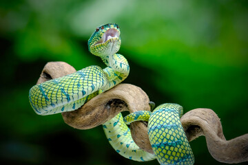 green snake