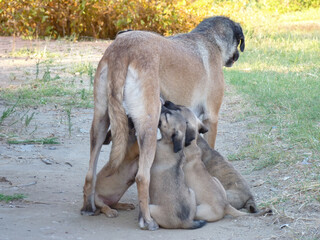 a female dog nursing her many puppies and waiting patiently, A mother dog feeds her children, Dogs...
