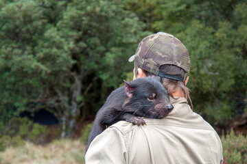 Tasmanian Devil, the largest marsupial predator in Australia nowadays 