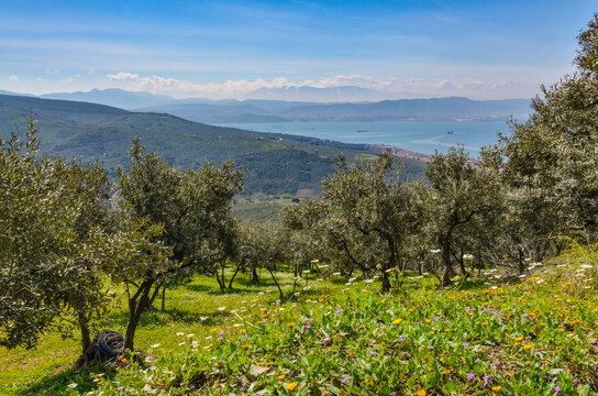 olive garden in Kucuk Kumla valley with scenic views of Gemlik Gulf (Bursa, Turkey)
